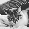 Maxence_Simonet